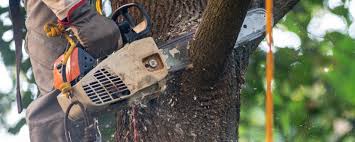 Best Lawn Pest Prevention  in Lambertville, NJ