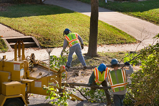 Best Lawn Maintenance Plans  in Lambertville, NJ