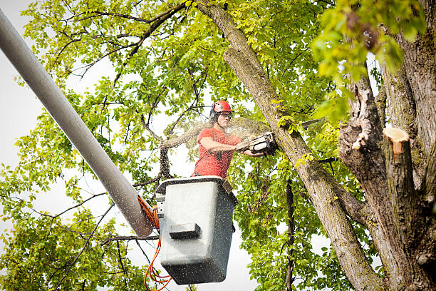 How Our Tree Care Process Works  in  Lambertville, NJ