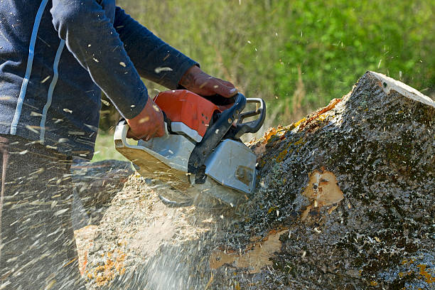  Lambertville, NJ Tree Removal Pros