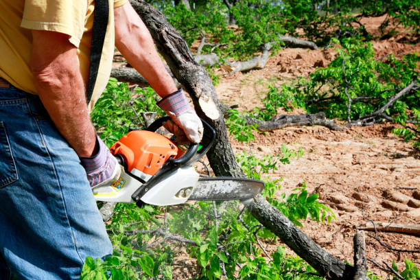 Best Stump Grinding and Removal  in Lambertville, NJ